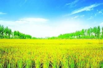 農(nóng)業(yè)物聯(lián)網(wǎng)的發(fā)展