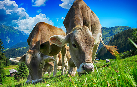 肉牛TMR飼喂管理解決方案