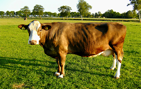 智能化養(yǎng)殖解決方案