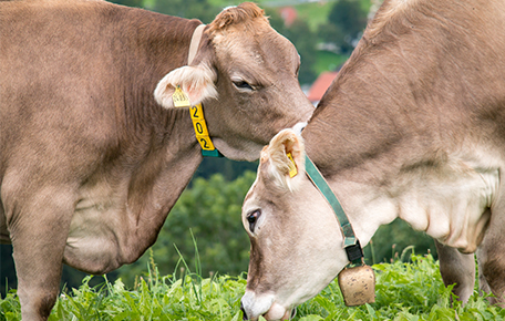 肉牛資產(chǎn)管理解決方案