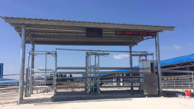 肉牛智能分群和稱重系統(tǒng)解決方案