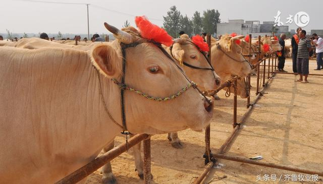 “互聯(lián)網(wǎng)+肉牛業(yè)”,陽信建立肉牛大數(shù)據(jù)產(chǎn)業(yè)新模式