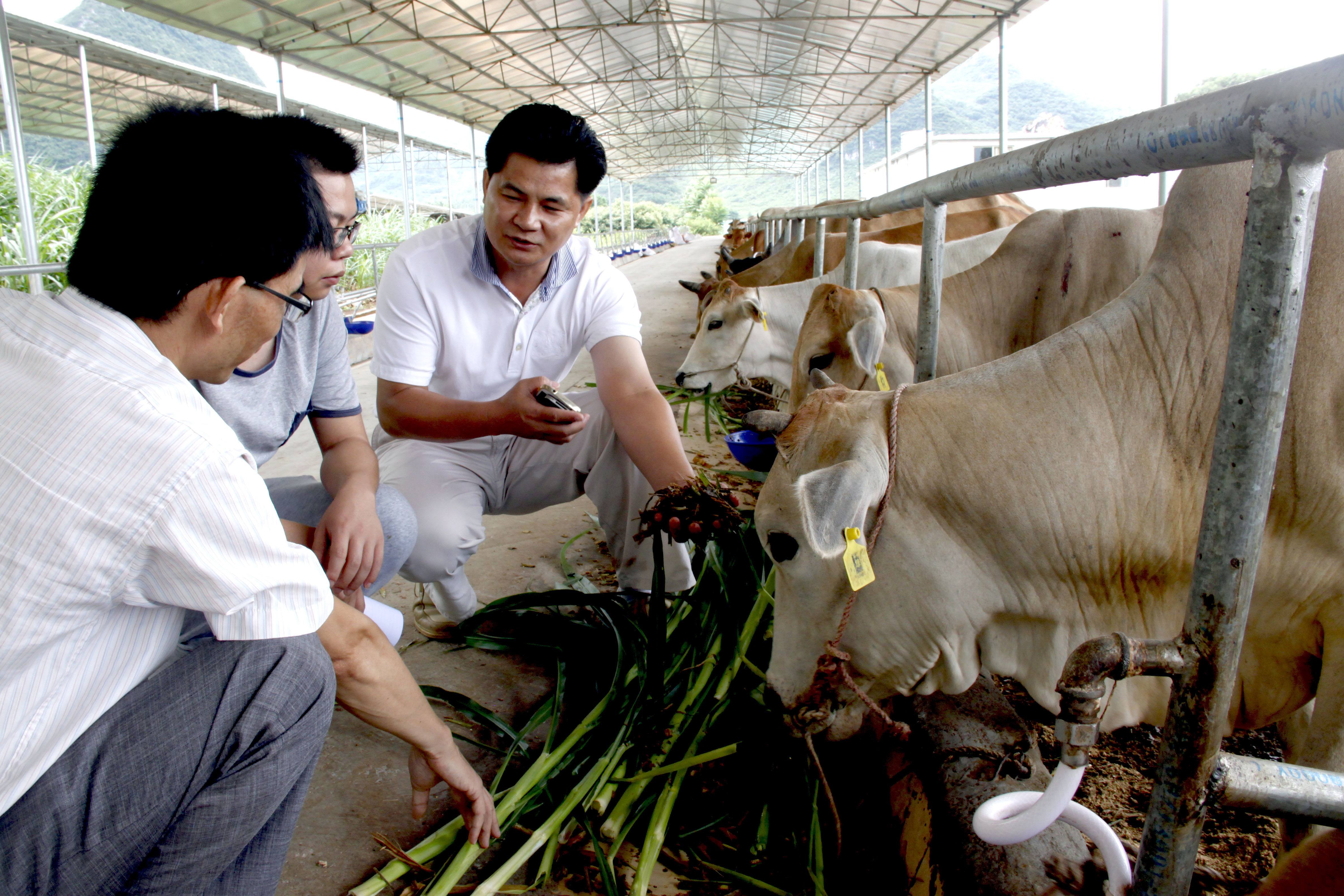 一起來看看中國畜牧業(yè)多項(xiàng)國家鼓勵(lì)政策（匯合）