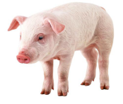 可追溯系統(tǒng)建設(shè)，來看看云輝牧聯(lián)生豬屠宰溯源系統(tǒng)建設(shè)