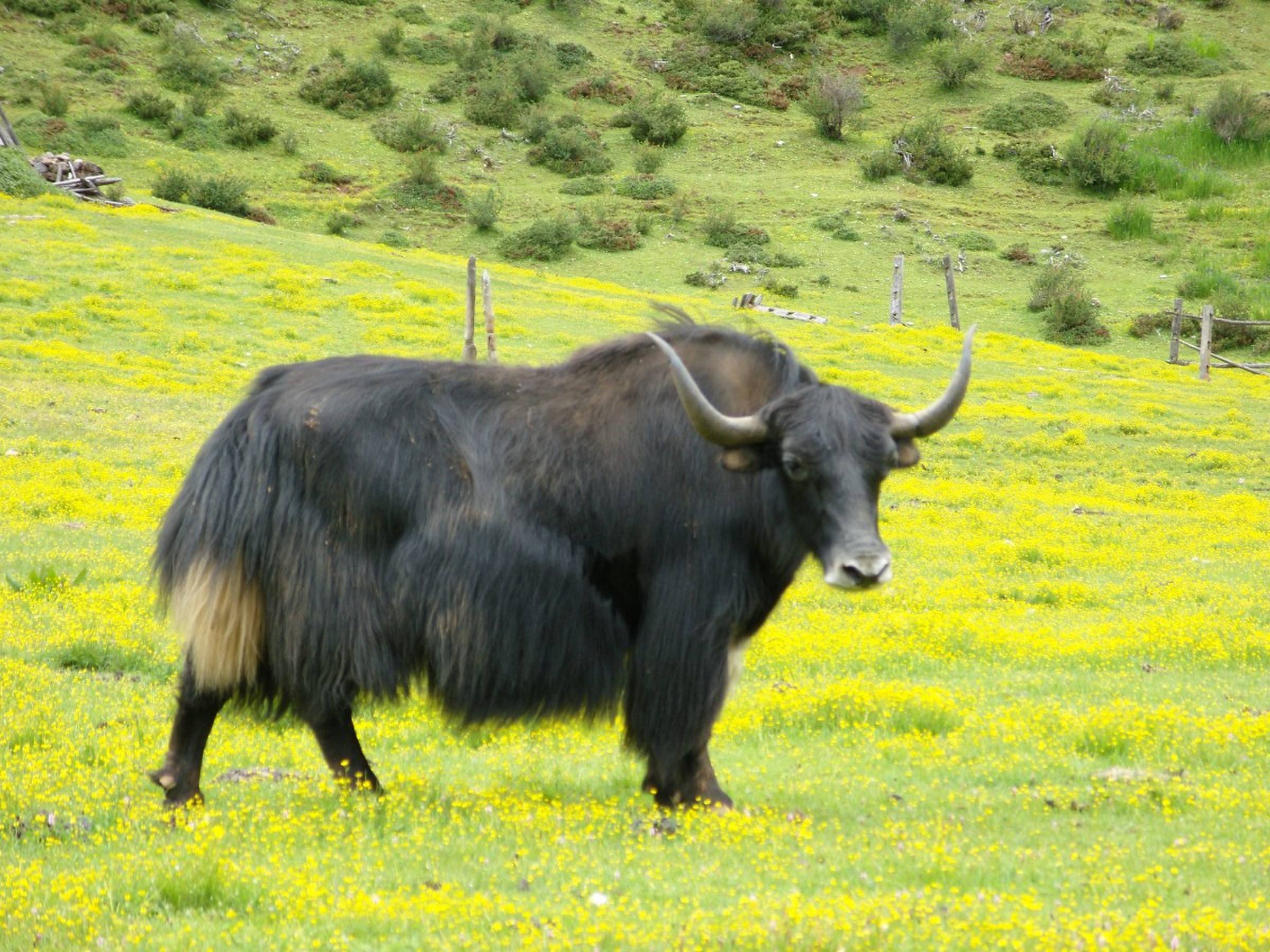 云輝牧聯(lián)肉食品溯源系統(tǒng)：讓你知道吃的肉來自何方 ！