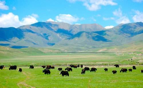 “大數(shù)據(jù)+畜牧”——青海云輝牧聯(lián)致力于草地畜牧業(yè)信息化建設(shè)