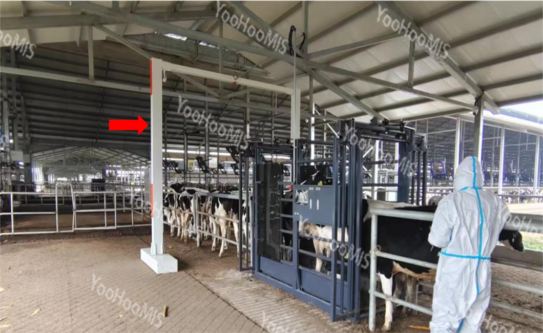 三維體尺自動測量系統(tǒng)2