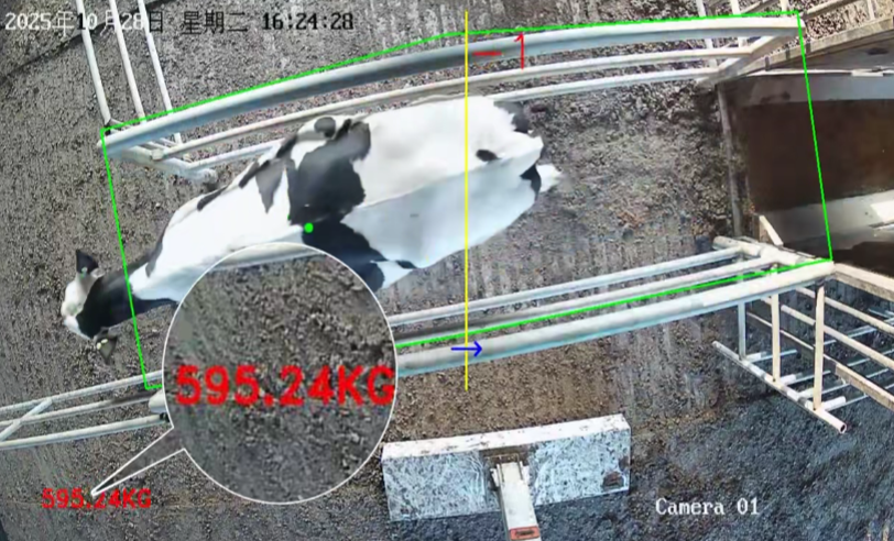 告別應激！云輝牧聯(lián) AI 估重，讓養(yǎng)殖稱重更省心